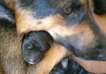 AKC Registered 7 week old German Shepherd Puppies