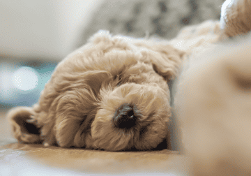 Beige toy/mini Maltipoo puppy