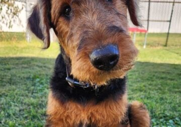 Male Airedale Terrier looking for suitable home