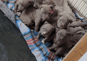 Blue Nose pitbull puppies