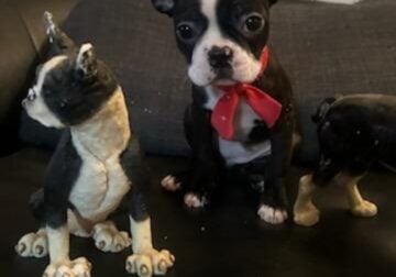 Boston Terrier puppies for sale