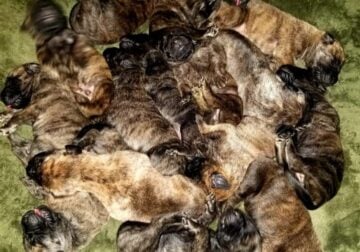 15 Brindle Daniff Puppies for Sale