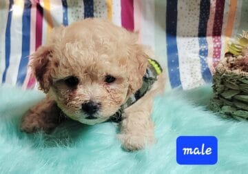 Meet my Handsome Cavapoo Puppy for sale