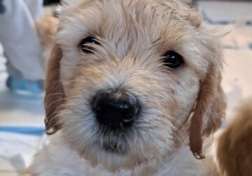 Your Goldendoodle Puppy Is Waiting For You!