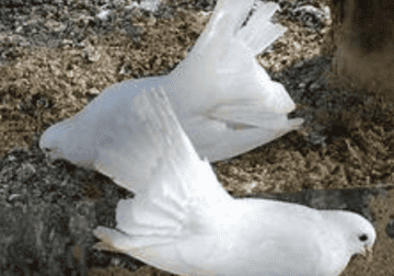 breeding white fantail pair