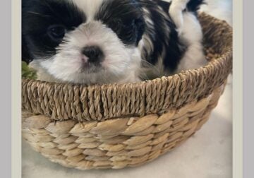 Shih-tzu puppies for sale!
