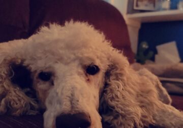 Male Standard Poodle Rehome