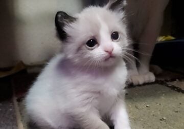 Ragdoll kitten