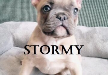 French Bulldog Puppy Stormy