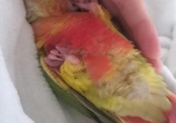 7mo Male Pineapple Conure- Hand tamed and trained