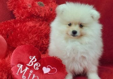 Will you Be-MY-Valentine?