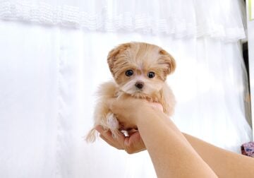 Micro Teacup Maltipoo – Willy