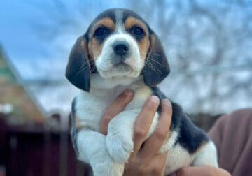 Purebreed beagle puppies