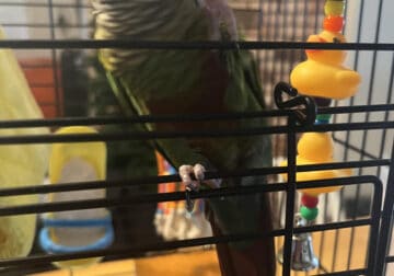 1 year old Green Cheek Conure and cage