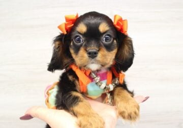 Adorable Cavalier Puppies For Sale
