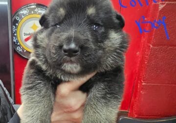 German Shepherd puppies AKC reg and 2 yr guarantee