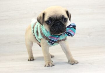 Tiny Pug Puppies For Sale