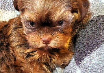 Shorkie chipped male puppy