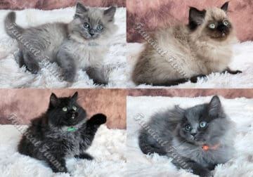 Fluffy Sweet TICA Ragdoll Babies Variety of Colors