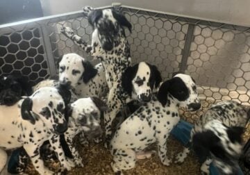 Dalmatian Puppies 5F/5M