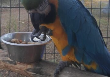 Blue Gold Macaw