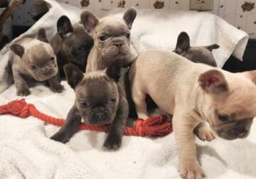 French Bulldog Puppies Litter of 6