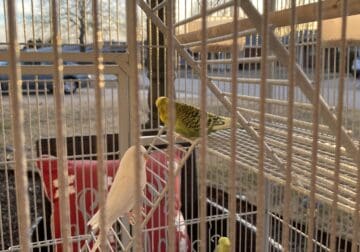 3 parakeet birds for sale (with cage)
