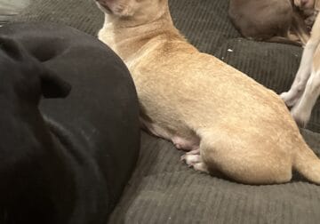 Rehoming Chihuahua