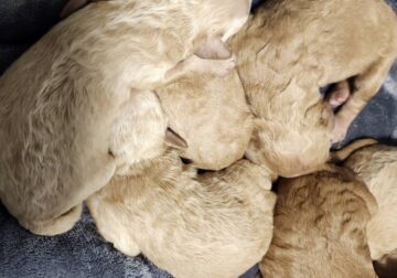 Pure Breed Poodle Puppies