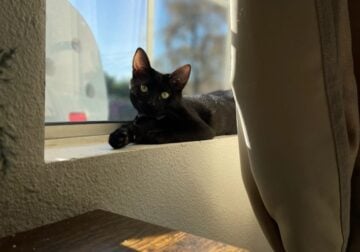 Adorable Sweet Black Kitten
