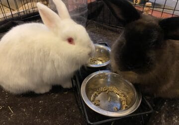 Bonded Bunnie Couple (Fixed Male)