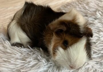 3 Female Guenia Pigs, Large Cage, Food & toys