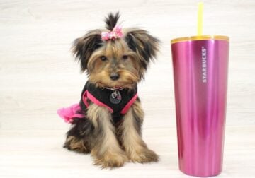 Teacup Yorkie Puppy For Sale