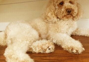 Miniature poodle, red, 13lb,4 years old, 1100