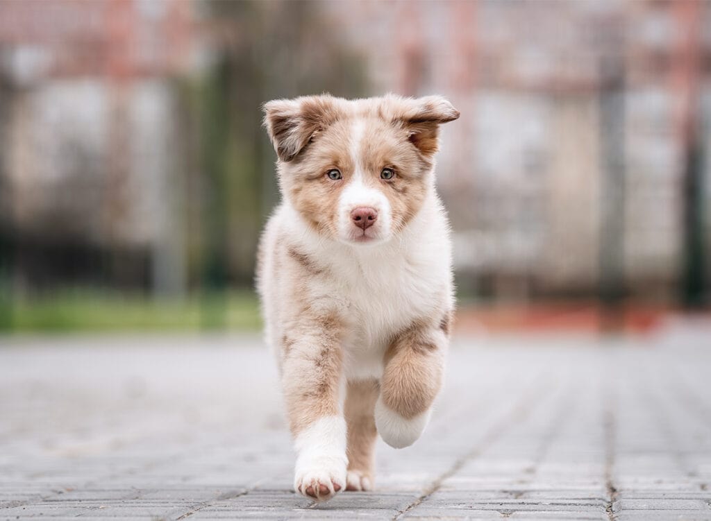 Medium Dog Breeds | PetClassifieds.com