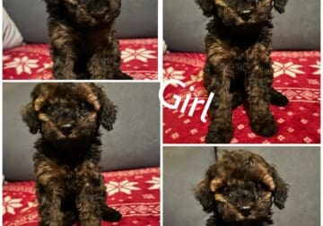 Toy poddles puppies for sale