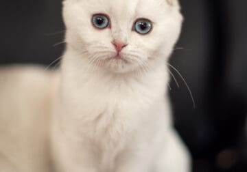 Daisy (Scottish Fold girl kitten 3 month)