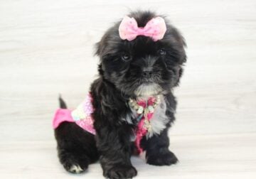 Shih Tzu Puppy For Sale