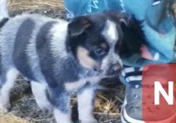 Australian cattle dog puppies blue and lilac