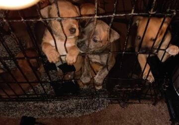 Lovable Puppies For Sale in Gainesville! 2 Months