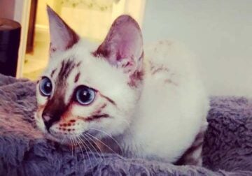 Snow Bengal for sale