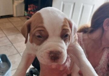 Red nose/boxer mix puppies