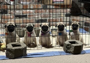 Akc Pugs three and half months old 1 girl 3 boys