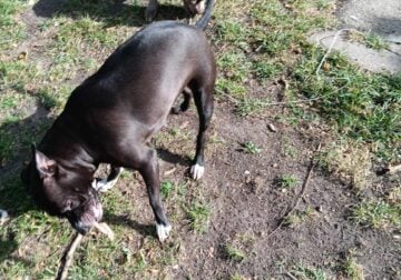 2 year old female pit bull