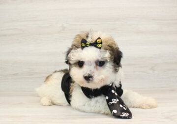 Toy ShihPoo Puppy For Sale