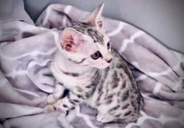 Bengal spotted rosettes kittens