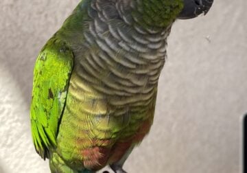 Young Adult Green Cheek Conure
