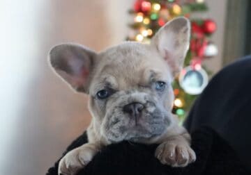 French Bulldog Puppies READY FOR NEW HOMES