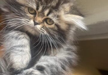 Fluffy, silver chinchilla Persian & Himalayan kitt