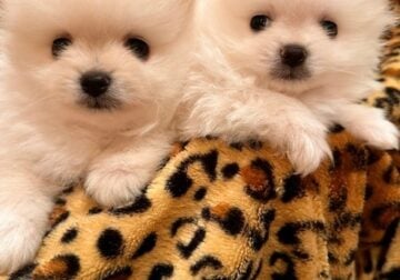 Rare White Pomeranian Puppies AKC